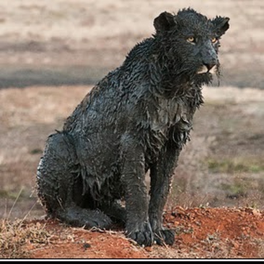 Meet your Posher, Kirby